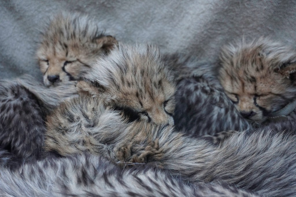Sleepy Cheetah Cubs